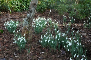 Snowdrop